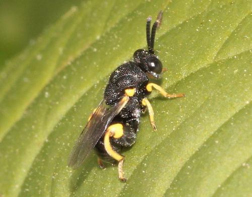 Réf. 280 006 : Brachymeria tibialis